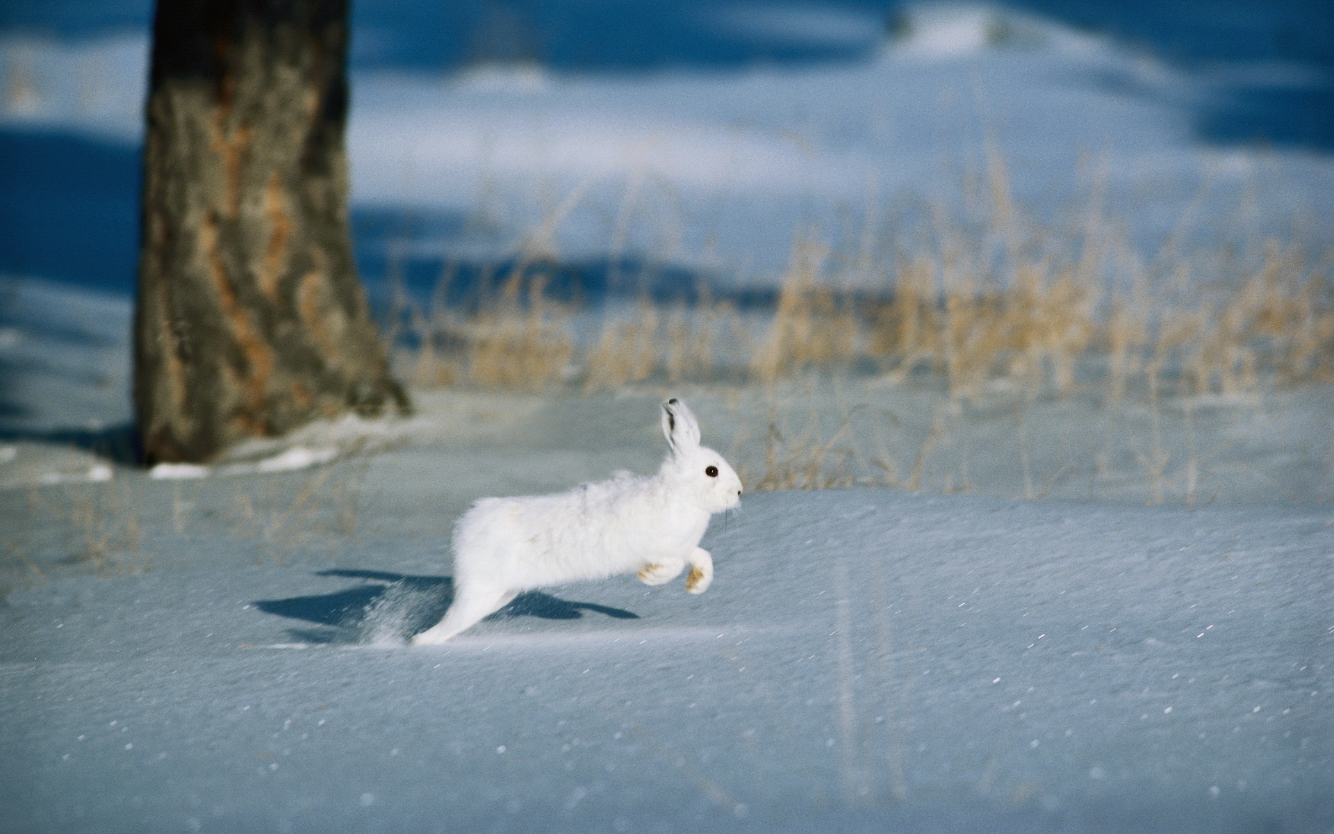 Заяц в сугробе. Арктический заяц Беляк. Зимний заяц Беляк. Заяц Беляк картина. Альпийский заяц Беляк.